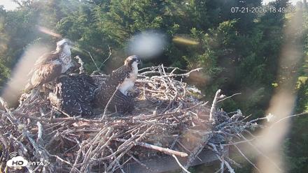 Medina Washington Live Osprey Nest Webcam - Jul 21, 2026, 6:50pm PDT