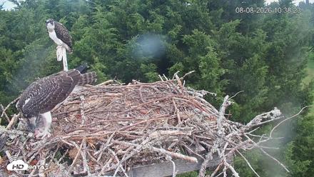 Medina Washington Live Osprey Nest Webcam - Aug 8, 2026, 10:39am PDT