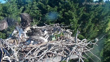 Medina Washington Live Osprey Nest Webcam - Jul 19, 2026, 8:43am PDT