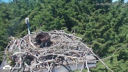 Medina Washington Live Osprey Nest Webcam - Apr 26, 2026, 1:06pm PDT