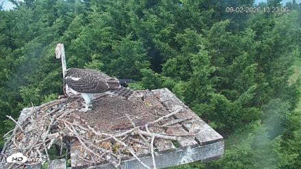Medina Washington Live Osprey Nest Webcam - Sep 2, 2026, 1:24pm PDT
