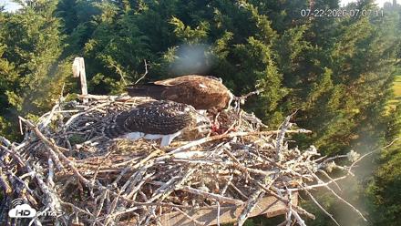 Medina Washington Live Osprey Nest Webcam - Jul 22, 2026, 7:09am PDT