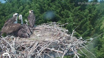 Medina Washington Live Osprey Nest Webcam - Jul 21, 2026, 1:08pm PDT