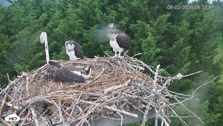 Medina Washington Live Osprey Nest Webcam - Aug 2, 2026, 8:33am PDT