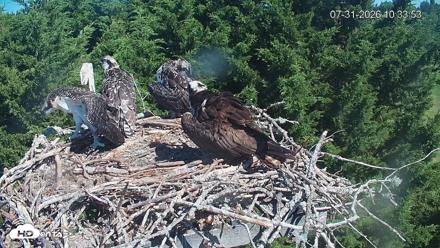Medina Washington Live Osprey Nest Webcam - Jul 31, 2026, 10:34am PDT