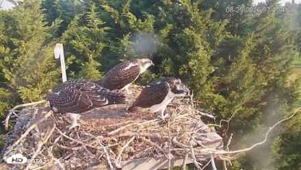Medina Washington Live Osprey Nest Webcam - Aug 25, 2026, 7:48am PDT