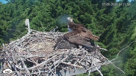 Medina Washington Live Osprey Nest Webcam - Jul 6, 2026, 11:22am PDT