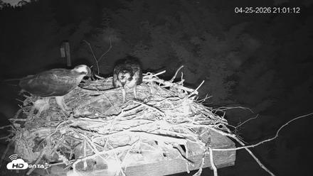 Medina Washington Live Osprey Nest Webcam - Apr 25, 2026, 9:02pm PDT