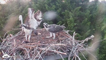 Medina Washington Live Osprey Nest Webcam - Aug 7, 2026, 8:15pm PDT
