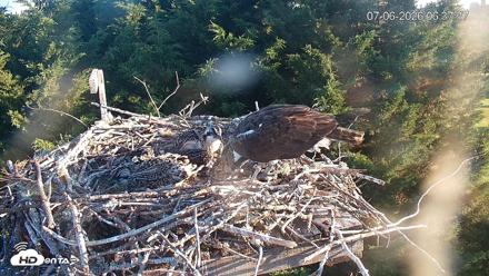 Medina Washington Live Osprey Nest Webcam - Jul 6, 2026, 6:39am PDT
