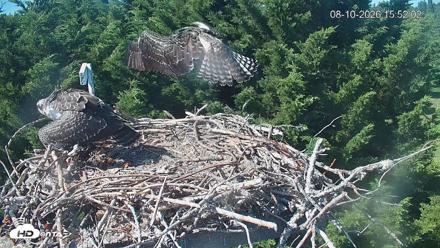 Medina Washington Live Osprey Nest Webcam - Aug 10, 2026, 3:52pm PDT