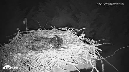 Medina Washington Live Osprey Nest Webcam - Jul 16, 2026, 2:38am PDT