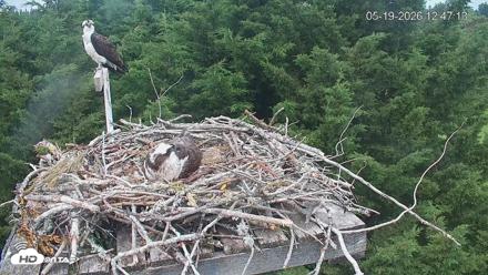 Medina Washington Live Osprey Nest Webcam - May 19, 2026, 12:47pm PDT