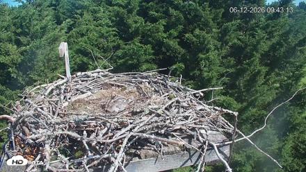 Medina Washington Live Osprey Nest Webcam - Jun 12, 2026, 9:44am PDT