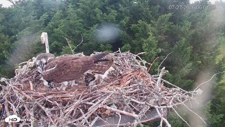 Medina Washington Live Osprey Nest Webcam - Jul 27, 2026, 6:02am PDT