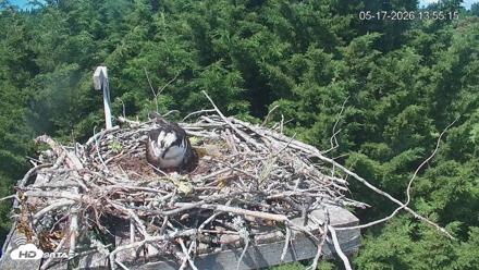 Medina Washington Live Osprey Nest Webcam - May 17, 2026, 1:56pm PDT