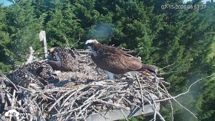 Medina Washington Live Osprey Nest Webcam - Jul 15, 2026, 8:58am PDT