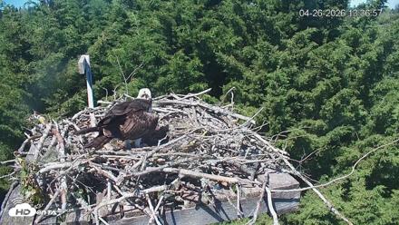 Medina Washington Live Osprey Nest Webcam - Apr 26, 2026, 1:37pm PDT