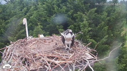 Medina Washington Live Osprey Nest Webcam - Aug 22, 2026, 8:44am PDT