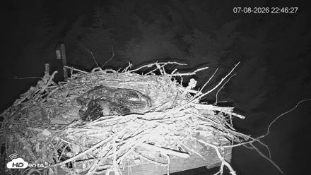 Medina Washington Live Osprey Nest Webcam - Jul 8, 2026, 10:47pm PDT