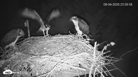 Medina Washington Live Osprey Nest Webcam - Aug 5, 2026, 12:00am PDT