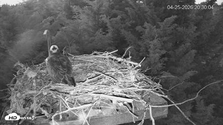 Medina Washington Live Osprey Nest Webcam - Apr 25, 2026, 8:31pm PDT