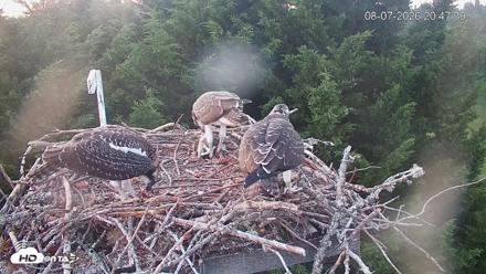 Medina Washington Live Osprey Nest Webcam - Aug 7, 2026, 8:48pm PDT