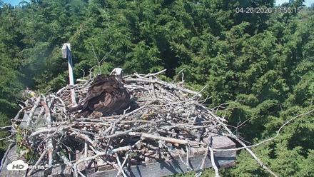 Medina Washington Live Osprey Nest Webcam - Apr 26, 2026, 1:56pm PDT