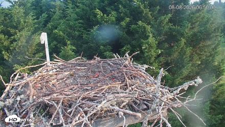 Medina Washington Live Osprey Nest Webcam - Aug 8, 2026, 6:50am PDT