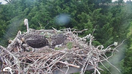 Medina Washington Live Osprey Nest Webcam - Jul 18, 2026, 8:40am PDT