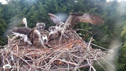 Medina Washington Live Osprey Nest Webcam - Jul 28, 2026, 6:54am PDT