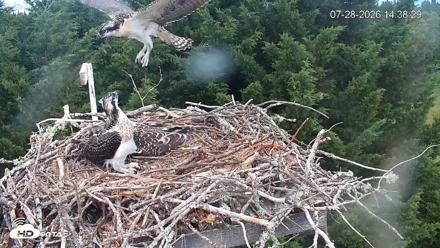 Medina Washington Live Osprey Nest Webcam - Jul 28, 2026, 2:42pm PDT