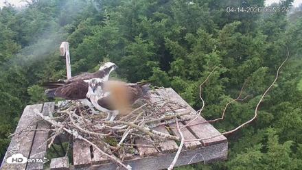 Medina Washington Live Osprey Nest Webcam - Apr 14, 2026, 6:54am PDT