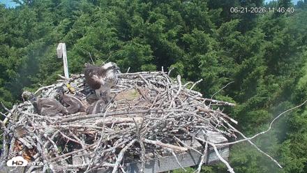 Medina Washington Live Osprey Nest Webcam - Jun 21, 2026, 11:47am PDT