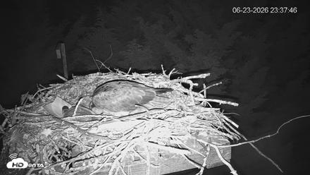 Medina Washington Live Osprey Nest Webcam - Jun 23, 2026, 11:38pm PDT