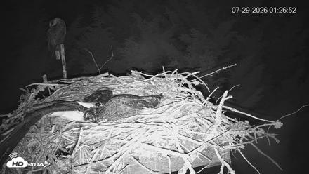 Medina Washington Live Osprey Nest Webcam - Jul 29, 2026, 1:27am PDT