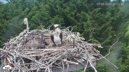 Medina Washington Live Osprey Nest Webcam - Jul 2, 2026, 12:54pm PDT
