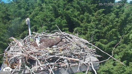 Medina Washington Live Osprey Nest Webcam - May 17, 2026, 1:54pm PDT