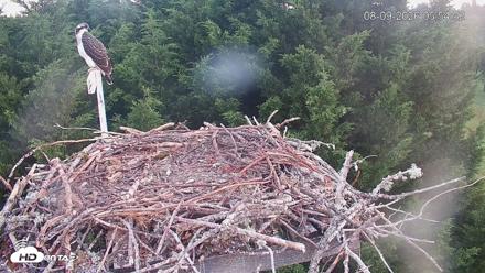Medina Washington Live Osprey Nest Webcam - Aug 9, 2026, 5:55am PDT