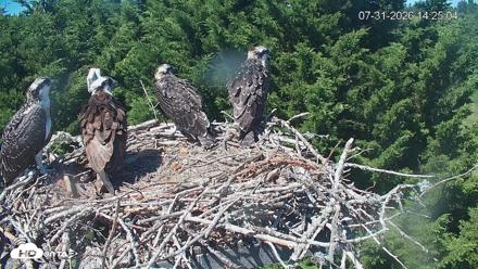 Medina Washington Live Osprey Nest Webcam - Jul 31, 2026, 2:26pm PDT