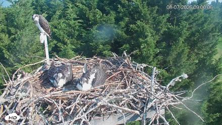 Medina Washington Live Osprey Nest Webcam - Aug 7, 2026, 9:00am PDT