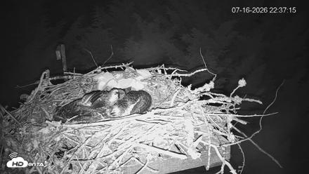 Medina Washington Live Osprey Nest Webcam - Jul 16, 2026, 10:37pm PDT