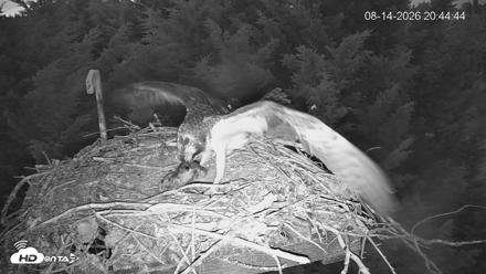 Medina Washington Live Osprey Nest Webcam - Aug 14, 2026, 8:45pm PDT