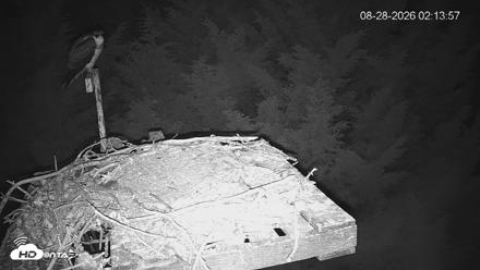 Medina Washington Live Osprey Nest Webcam - Aug 28, 2026, 2:14am PDT