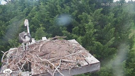 Medina Washington Live Osprey Nest Webcam - Aug 28, 2026, 2:35pm PDT