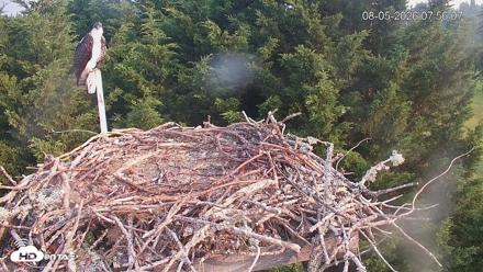 Medina Washington Live Osprey Nest Webcam - Aug 5, 2026, 7:56am PDT