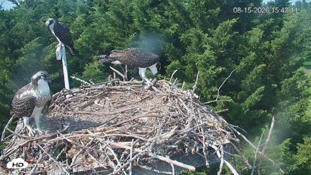 Medina Washington Live Osprey Nest Webcam - Aug 15, 2026, 3:43pm PDT