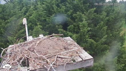 Medina Washington Live Osprey Nest Webcam - Aug 28, 2026, 8:04am PDT