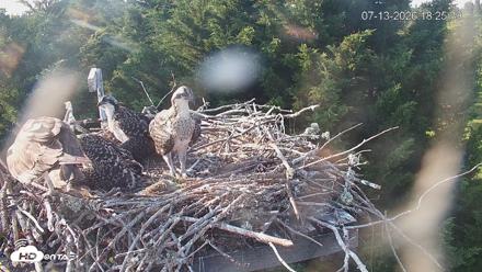 Medina Washington Live Osprey Nest Webcam - Jul 13, 2026, 6:26pm PDT