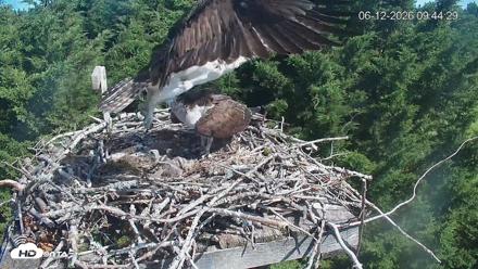 Medina Washington Live Osprey Nest Webcam - Jun 12, 2026, 9:45am PDT
